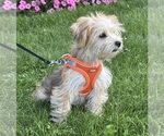 Small Photo #7 Morkie Puppy For Sale in ROCK STREAM, NY, USA