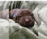 Puppy Puppy 5 German Shorthaired Weimaraner