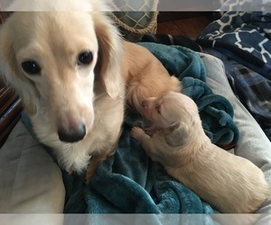 Mother of the Dachshund puppies born on 09/20/2019