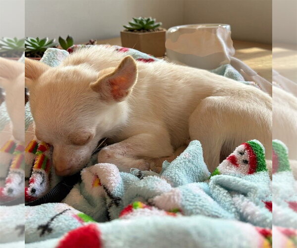 Medium Photo #4 Chihuahua-Unknown Mix Puppy For Sale in Bellingham, WA, USA