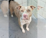 Small American Pit Bull Terrier