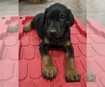 Small #5 Doberman Pinscher