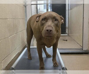 Mutt Dogs for adoption in Martinez, CA, USA