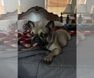 Brie - Female French Bulldog Dog for Adoption - Photo #2