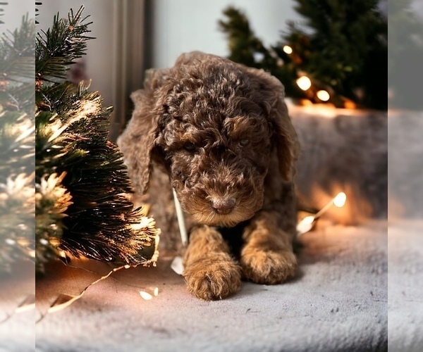 Medium Photo #3 Goldendoodle Puppy For Sale in LOUISA, VA, USA