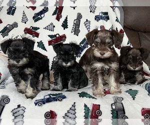 Schnauzer (Miniature) Litter for sale in KNOX CITY, MO, USA