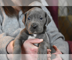 Small Photo #13 Great Dane Puppy For Sale in DANIELSON, CT, USA
