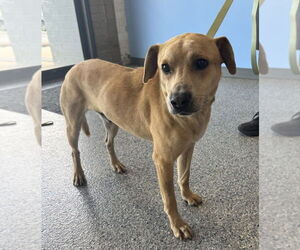Labrador Retriever-Unknown Mix Dogs for adoption in Greenbelt, MD, USA