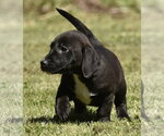Small Dachsador