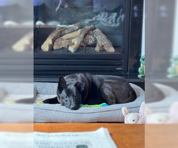 Medium Photo #1 Mutt Puppy For Sale in Woodbury, NY, USA