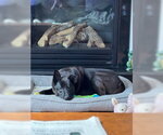 Small Mutt