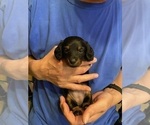 Small #15 Dachshund