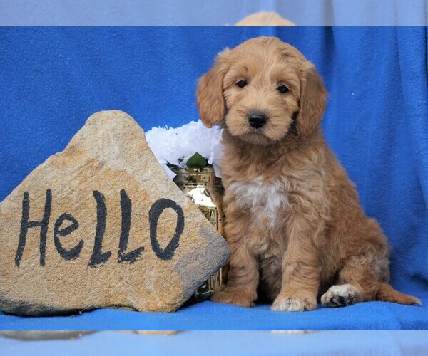 Medium Photo #1 Goldendoodle (Miniature) Puppy For Sale in FREDERICKSBG, OH, USA