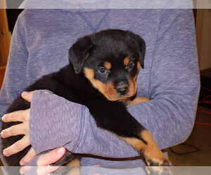 Rottweiler Puppy for sale in FREDERICKSBG, OH, USA