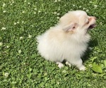 Small #7 Pomeranian
