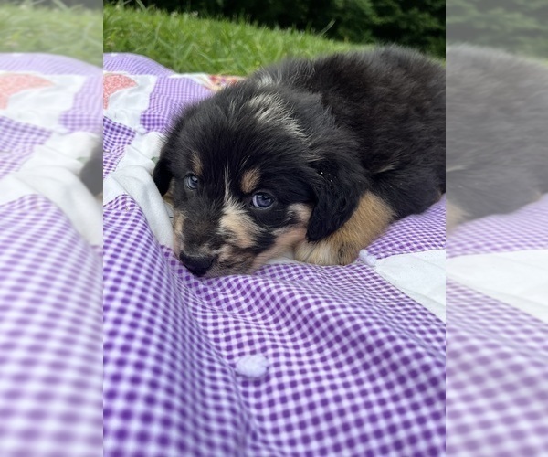 Medium Photo #3 Australian Shepherd Puppy For Sale in MEHERRIN, VA, USA