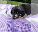Small #2 Australian Shepherd