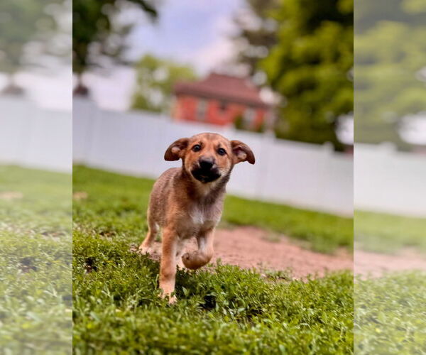 Medium Photo #3 Pomsky Puppy For Sale in New London, WI, USA