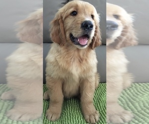 Medium Golden Retriever