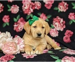 Small Photo #5 Golden Labrador Puppy For Sale in HOLTWOOD, PA, USA