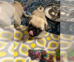 Pug Puppy for sale in ARLINGTON, TX, USA
