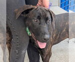HAYLEY - Female Plott Hound-Unknown Mix Dog for Adoption - Small photo