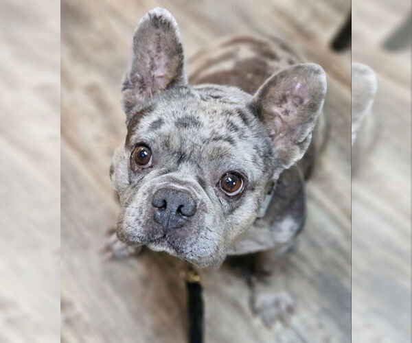 Medium Photo #3 French Bulldog Puppy For Sale in Lake elsinore, CA, USA