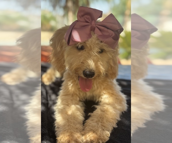 Medium Photo #47 Goldendoodle mix (+ Poodle Miniature) Puppy For Sale in MENIFEE, CA, USA