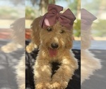 Small Photo #47 Goldendoodle mix (+ Poodle Miniature) Puppy For Sale in MENIFEE, CA, USA