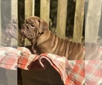 Small Photo #4 Bulldog Puppy For Sale in FORT WHITE, FL, USA