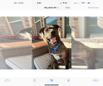 Small #1 Plott Hound Mix