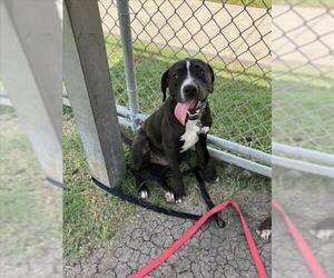 Labrador Retriever Dogs for adoption in Corpus Christi, TX, USA
