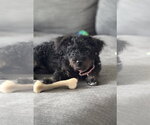 Small #10 Mutt