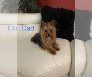 Father of the Yorkshire Terrier puppies born on 12/29/2023