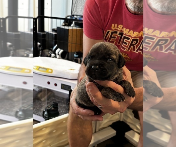 Medium Photo #2 Cane Corso Puppy For Sale in REEVESVILLE, SC, USA