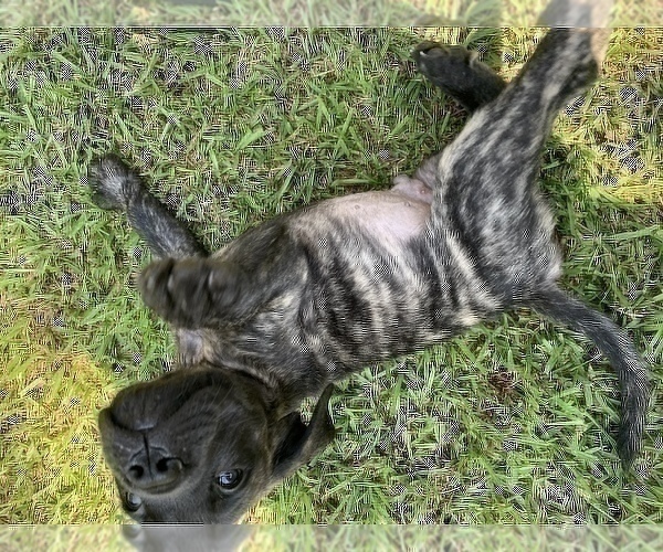 Medium Photo #7 Mastiff Puppy For Sale in VILLA RICA, GA, USA
