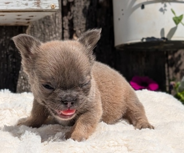 Medium Photo #6 French Bulldog Puppy For Sale in GOSHEN, IN, USA