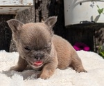 Small #5 French Bulldog