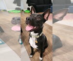 Small Australian Kelpie Mix