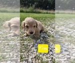 Puppy Tim Dachshund