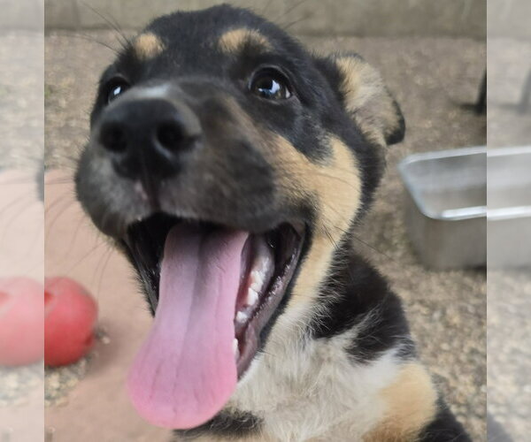 Medium Photo #5 German Shepherd Dog-Unknown Mix Puppy For Sale in Minneapolis, MN, USA