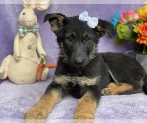German Shepherd Dog Puppy for sale in LANCASTER, PA, USA