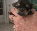 Puppy Puppy 6 Morkie