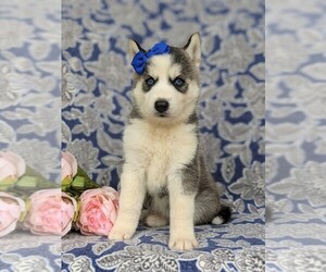 Siberian Husky Puppy for sale in QUARRYVILLE, PA, USA