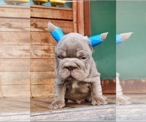 French Bulldog Puppy for sale in NASHVILLE, TN, USA