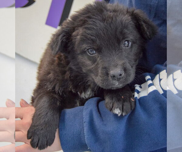 Medium Photo #3 Golden Retriever-Unknown Mix Puppy For Sale in Huntley, IL, USA