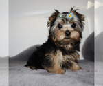 Image preview for Ad Listing. Nickname: AKC Baxter