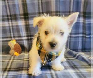 West Highland White Terrier Puppy for sale in MOUNTAINBURG, AR, USA