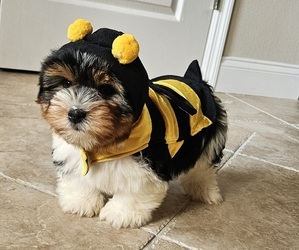 Biewer Terrier Puppy for sale in SARASOTA, FL, USA