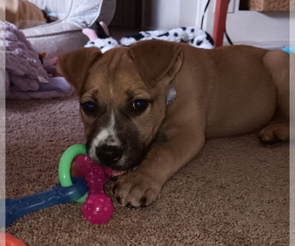 Medium Photo #10 Mutt Puppy For Sale in Lakewood, CO, USA